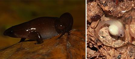 Dos de las tres nuevas especies de ranas.