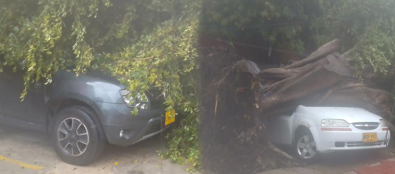 Emergencia de árbol caído que impactó 3 vehículos. 