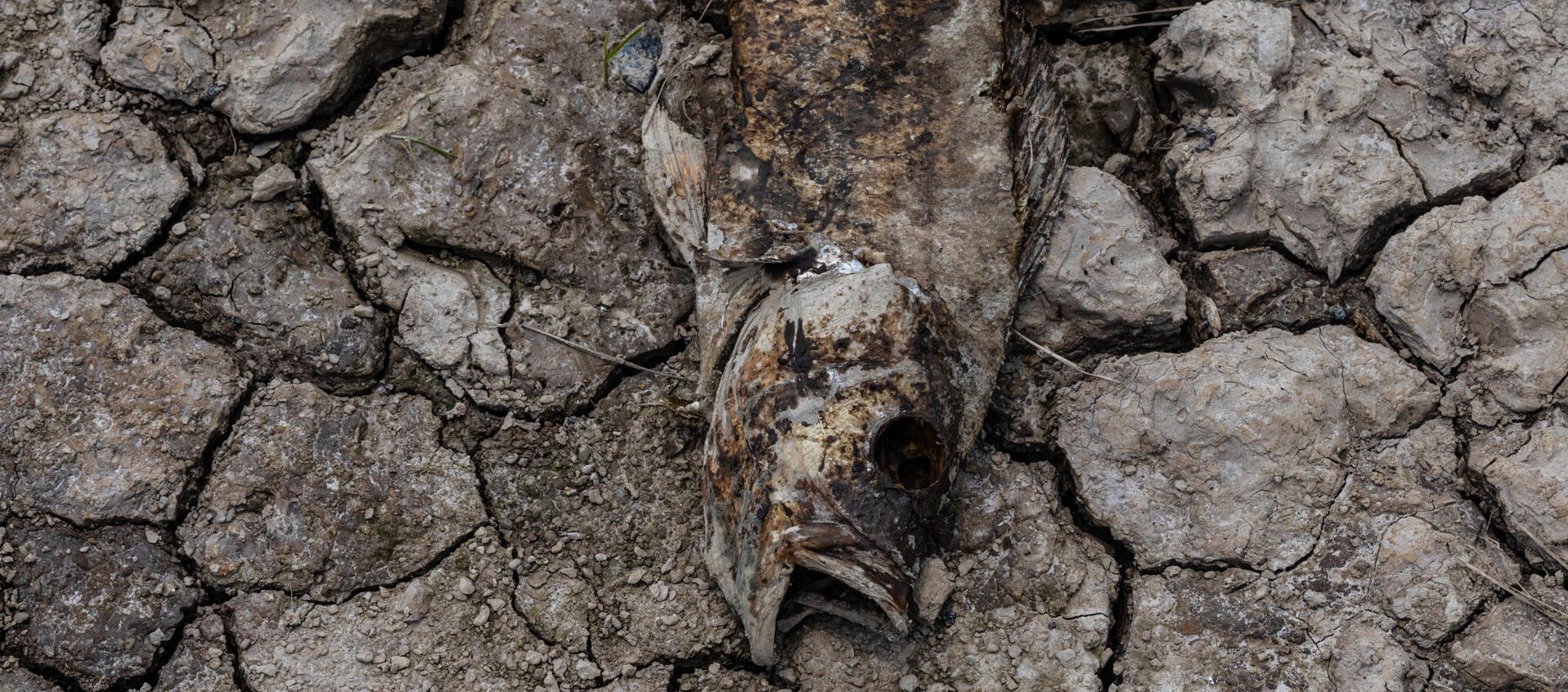 Peces muertos por la fuerte sequía que afecta al Amazonas.