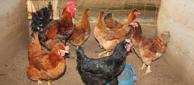 Imagen de referencia.