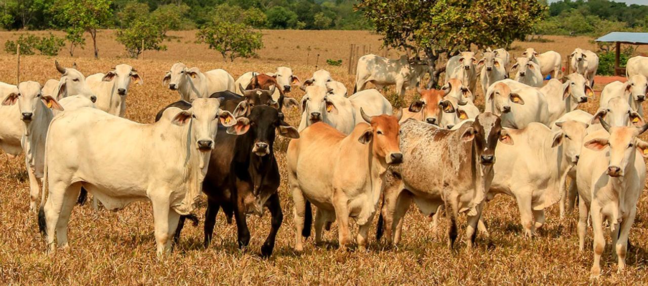 Primeras exportaciones de carne a China.