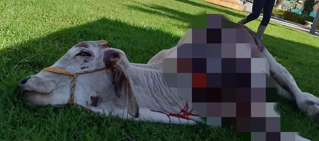 Ternero arrastrado por secretario de Gobierno de Fosca, Cundinamarca.