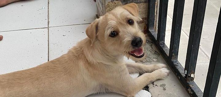 La mascota perdida 'Koky'.