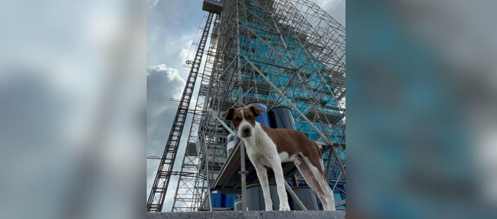 'Faro', el perrito nacido en el faro la 'Ventana de sueños'.