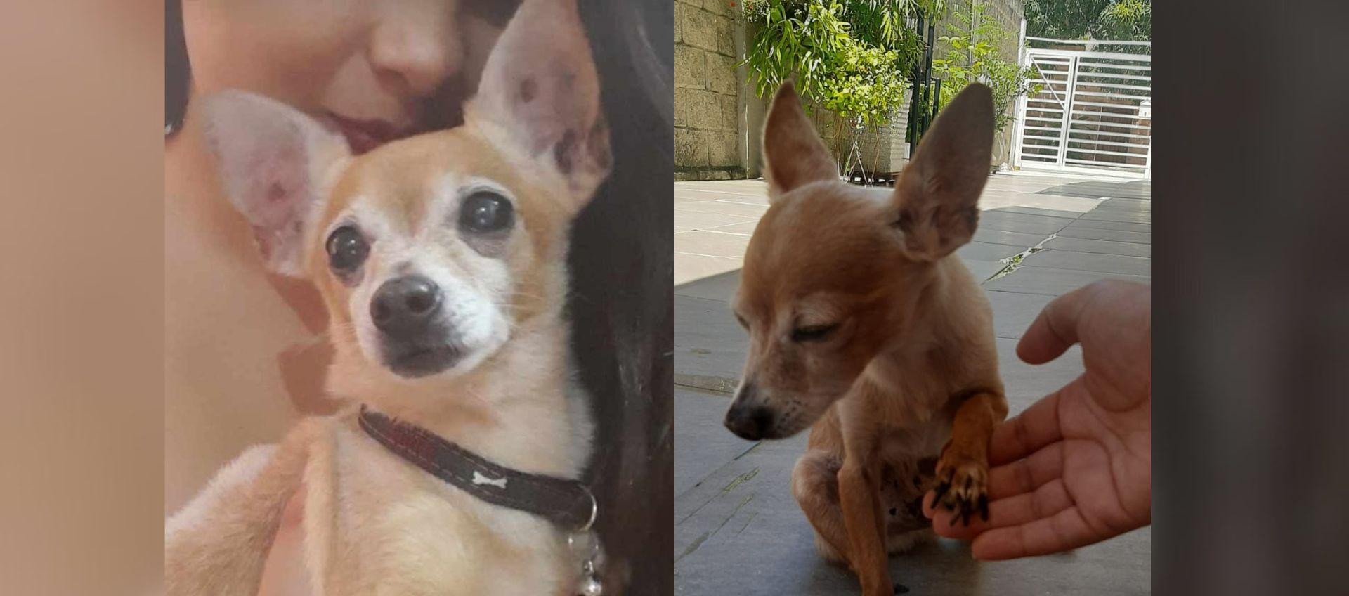 'Niño Andrés', mascota perdida.