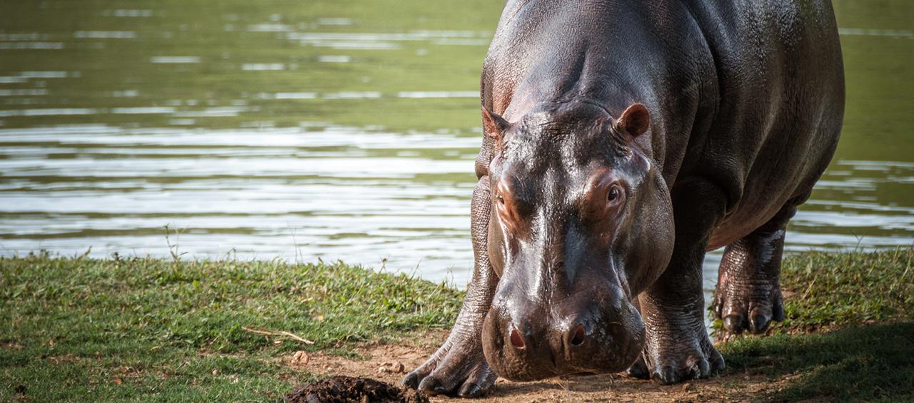 Imagen de referencia.