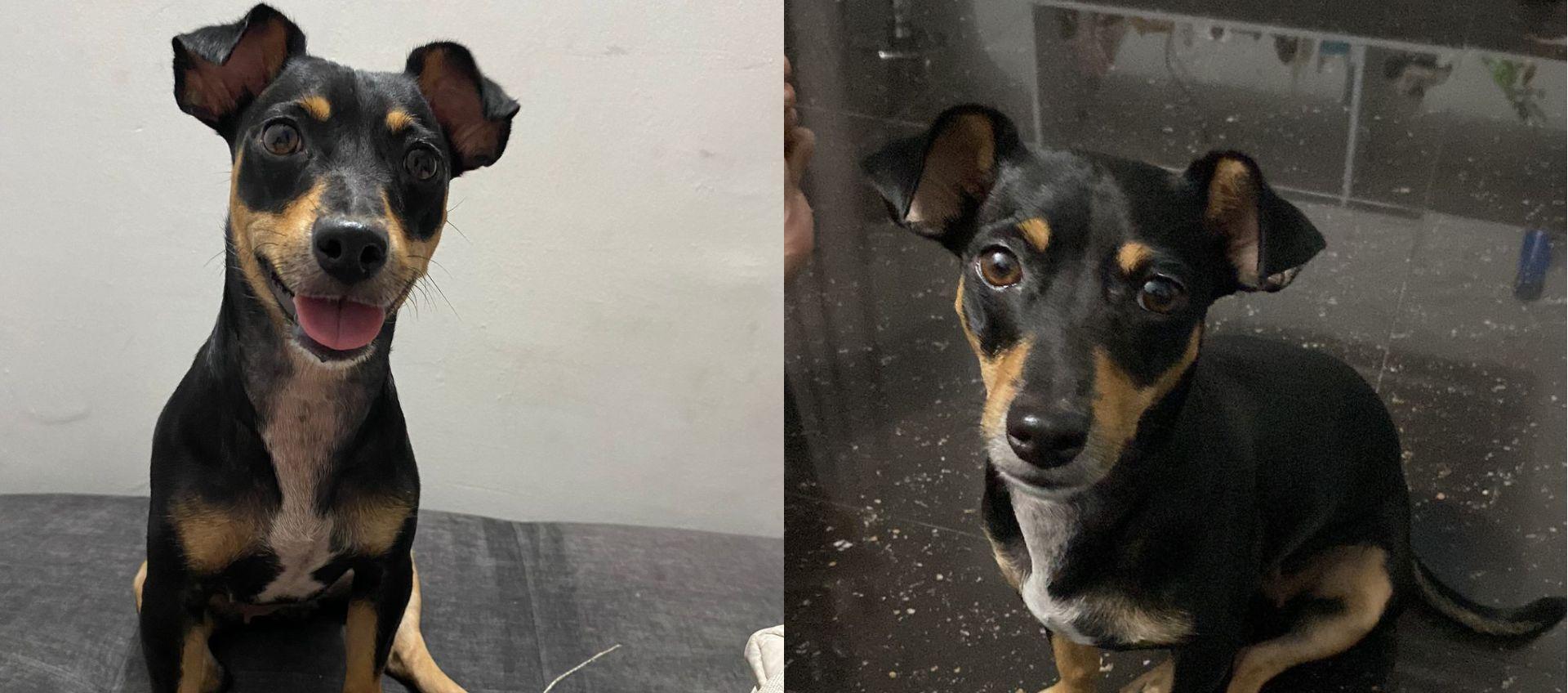 'Noah' mascota perdida en Alameda del Río.