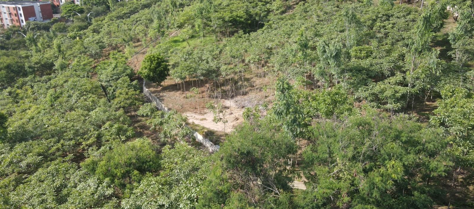Bosque urbano ubicado en el barrio Campo Alegre.