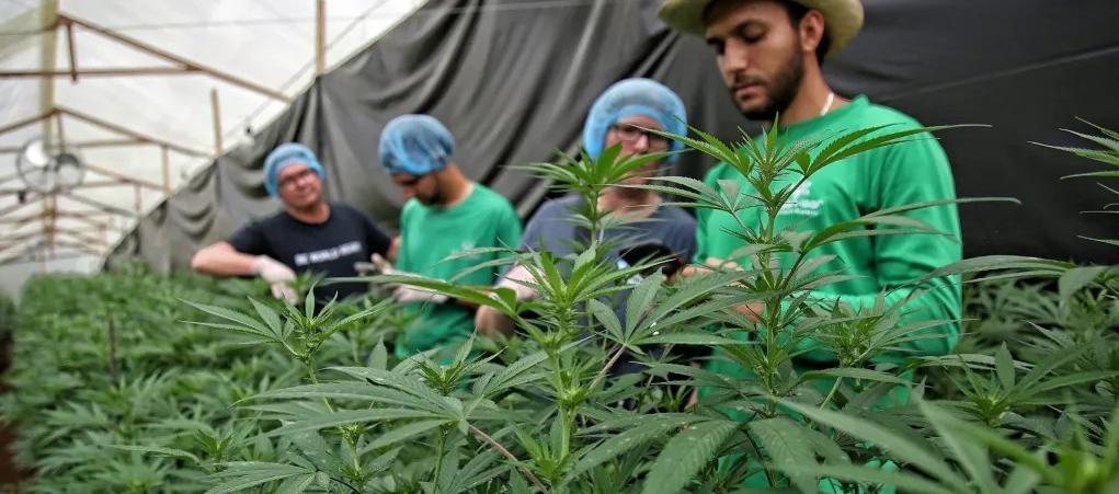 Cultivo de marihuana de uso legalizado, imagen de referencia.