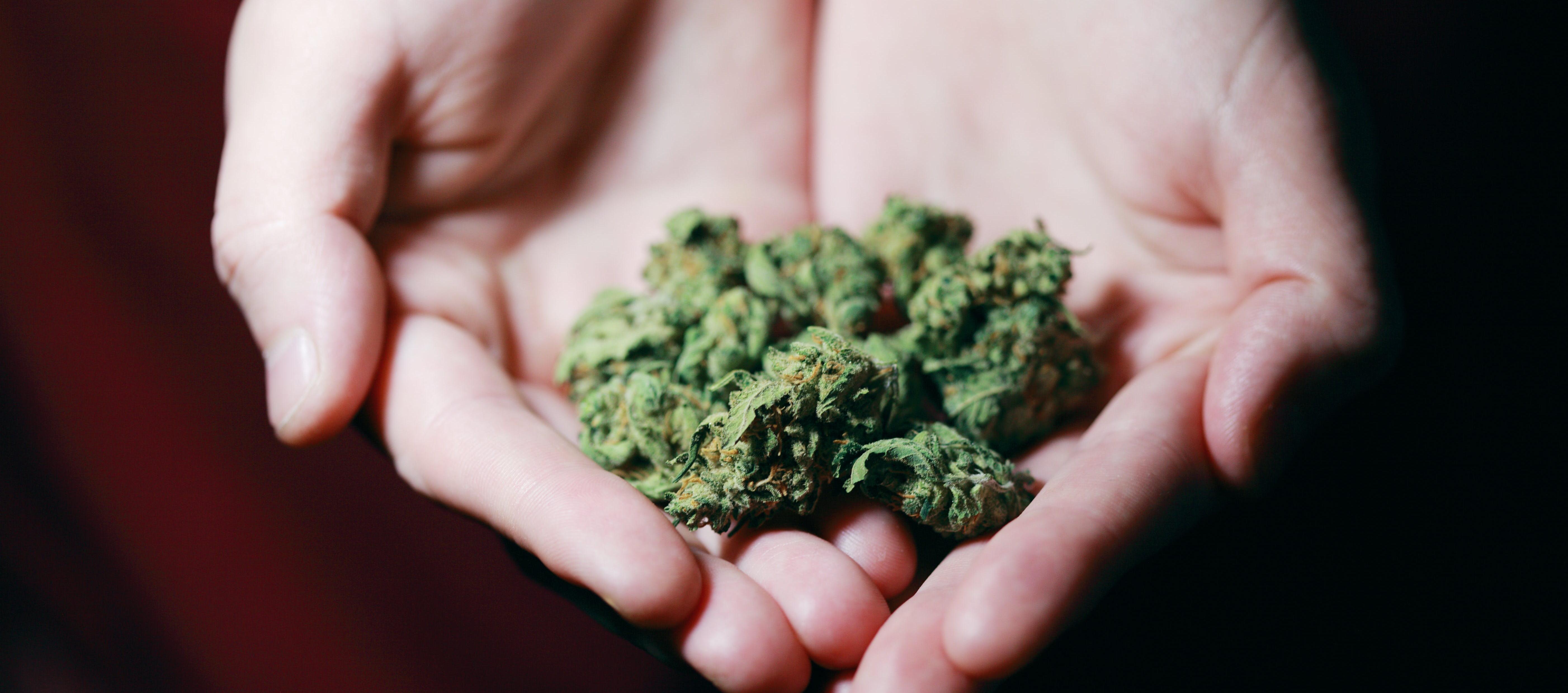 Quienes padecen la adicción al cannabis tienen más riesgo de sufrir cáncer de pulmón, reveló estudio