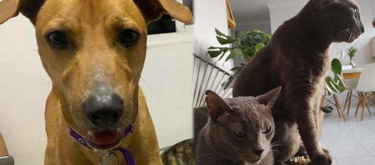 'Oslo' (perro), 'Blue' (gato) y 'Mishu' (gato).