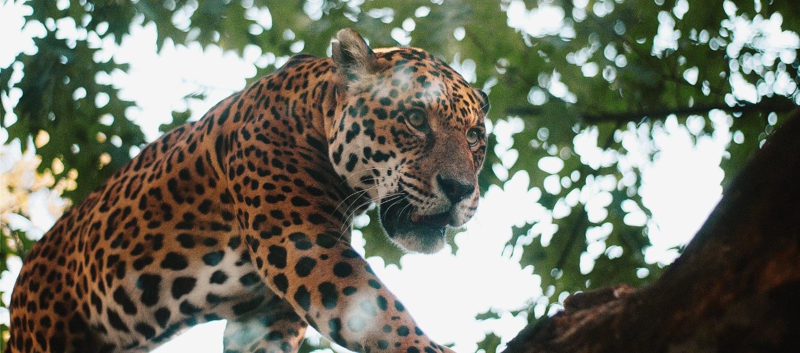 Imagen de referencia.