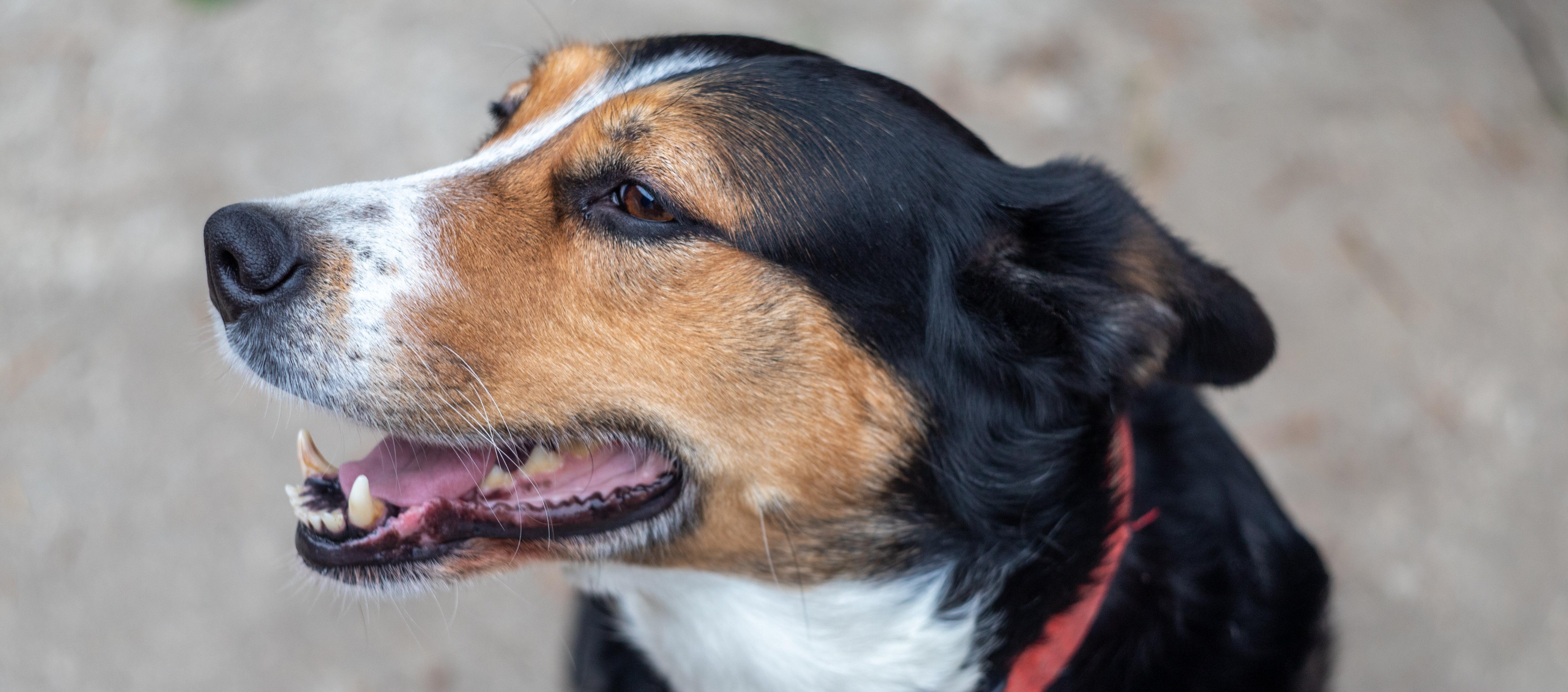 Imagen de referencia.