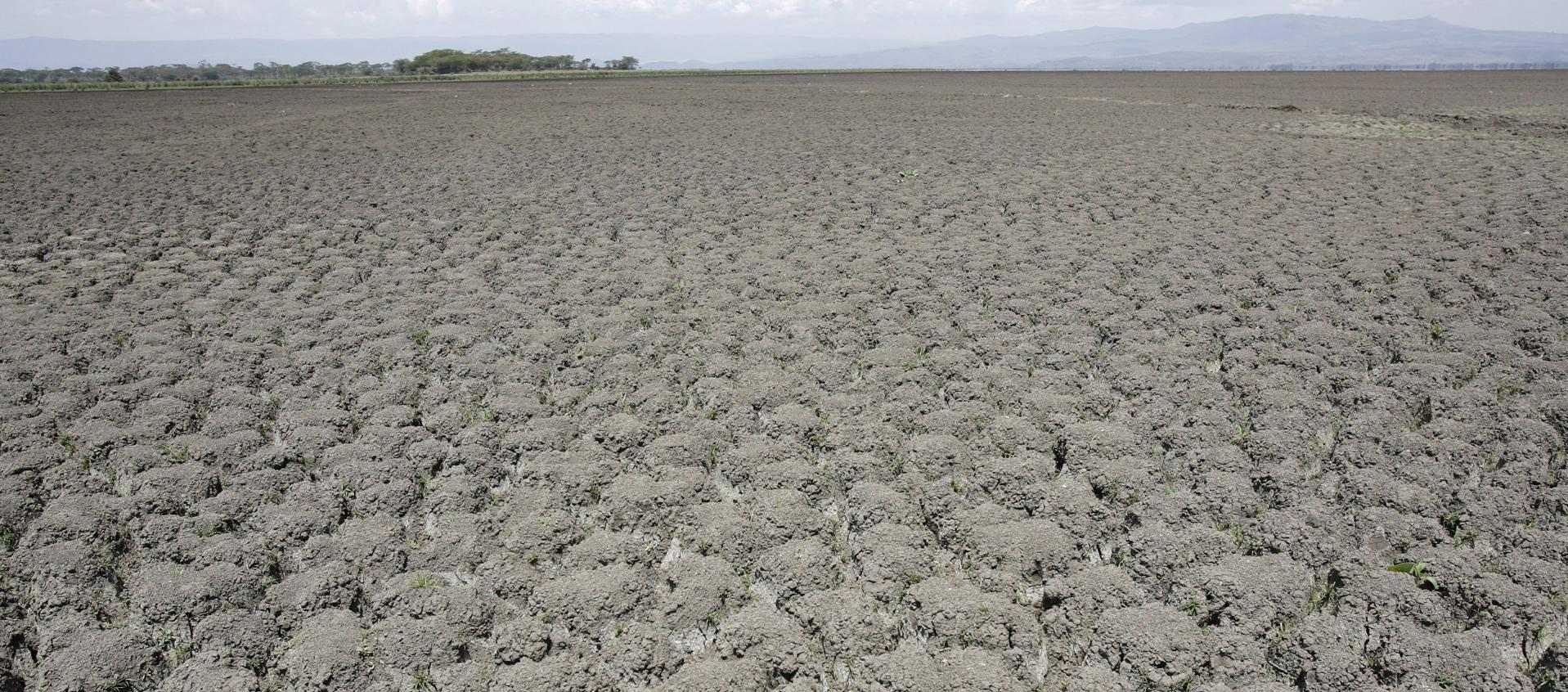 Expertos aseguran que es "imperativo" aumentar la productividad agrícola en el continente africano