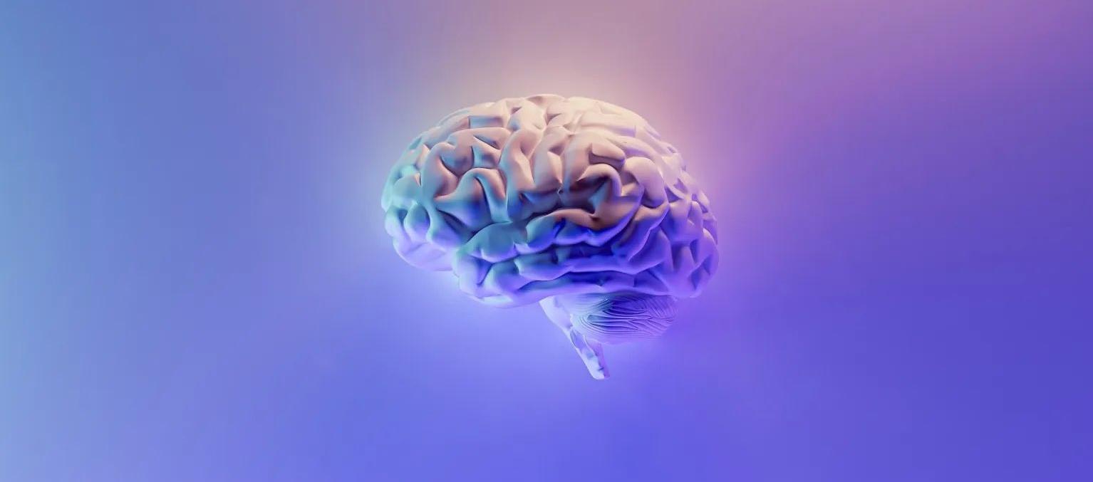 'Brainware’, el organoide cerebral