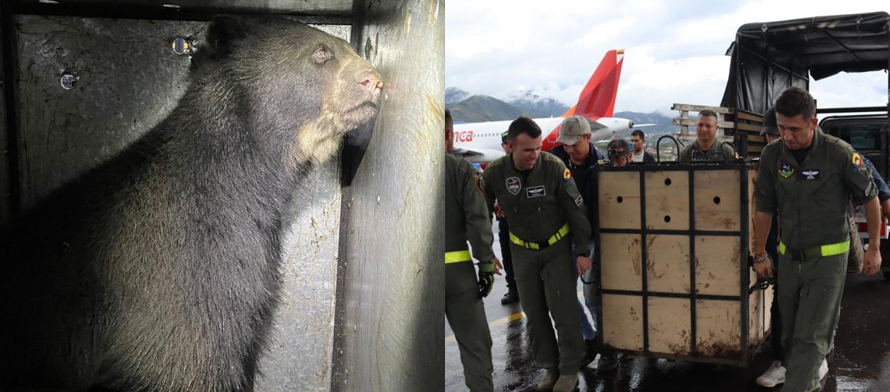 Uno de los osos rescatados.
