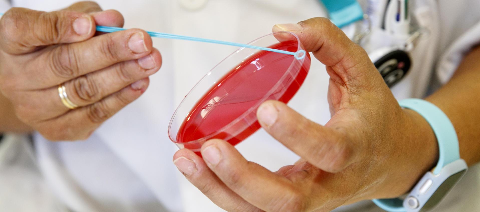 Personal técnico de laboratorio prepara unas muestras para analizar, en una imagen de archivo