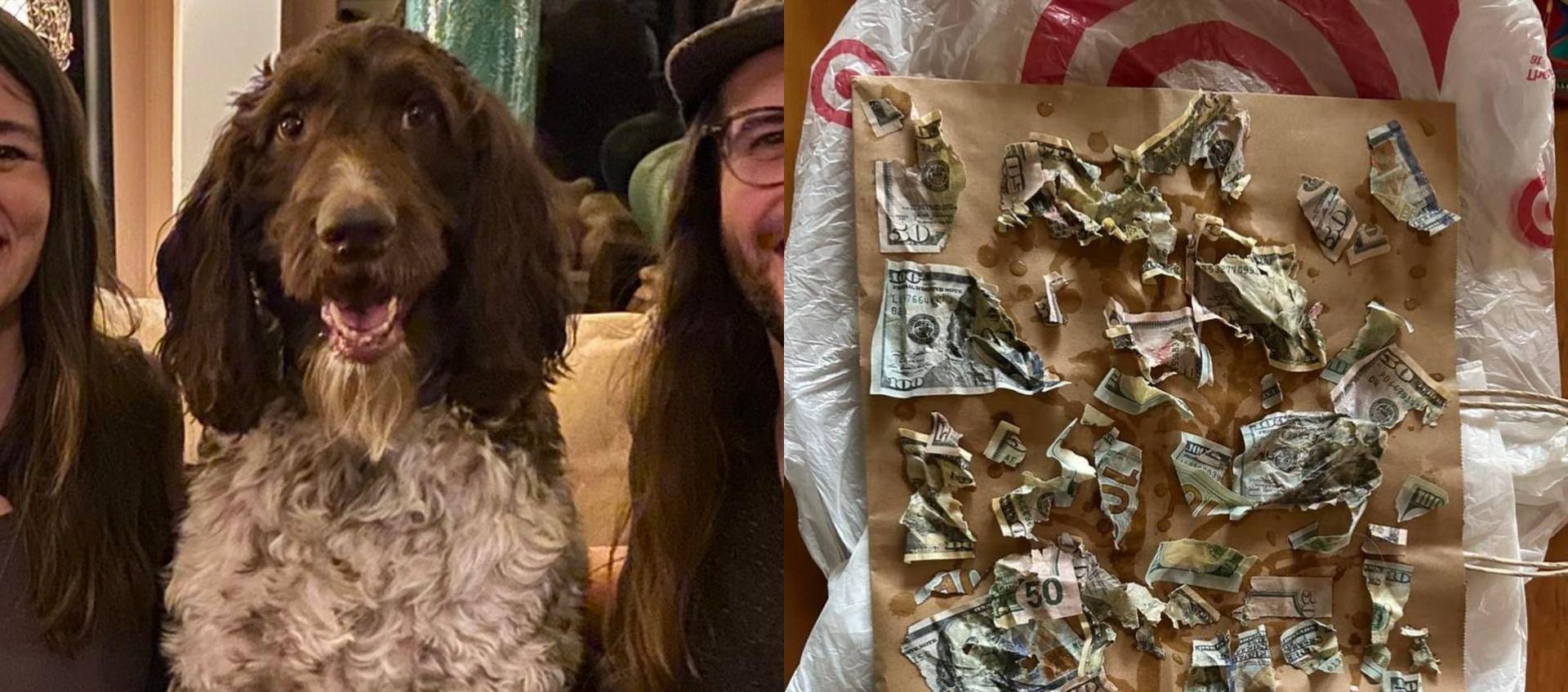 'Cecil' la mascota que se comió el dinero.