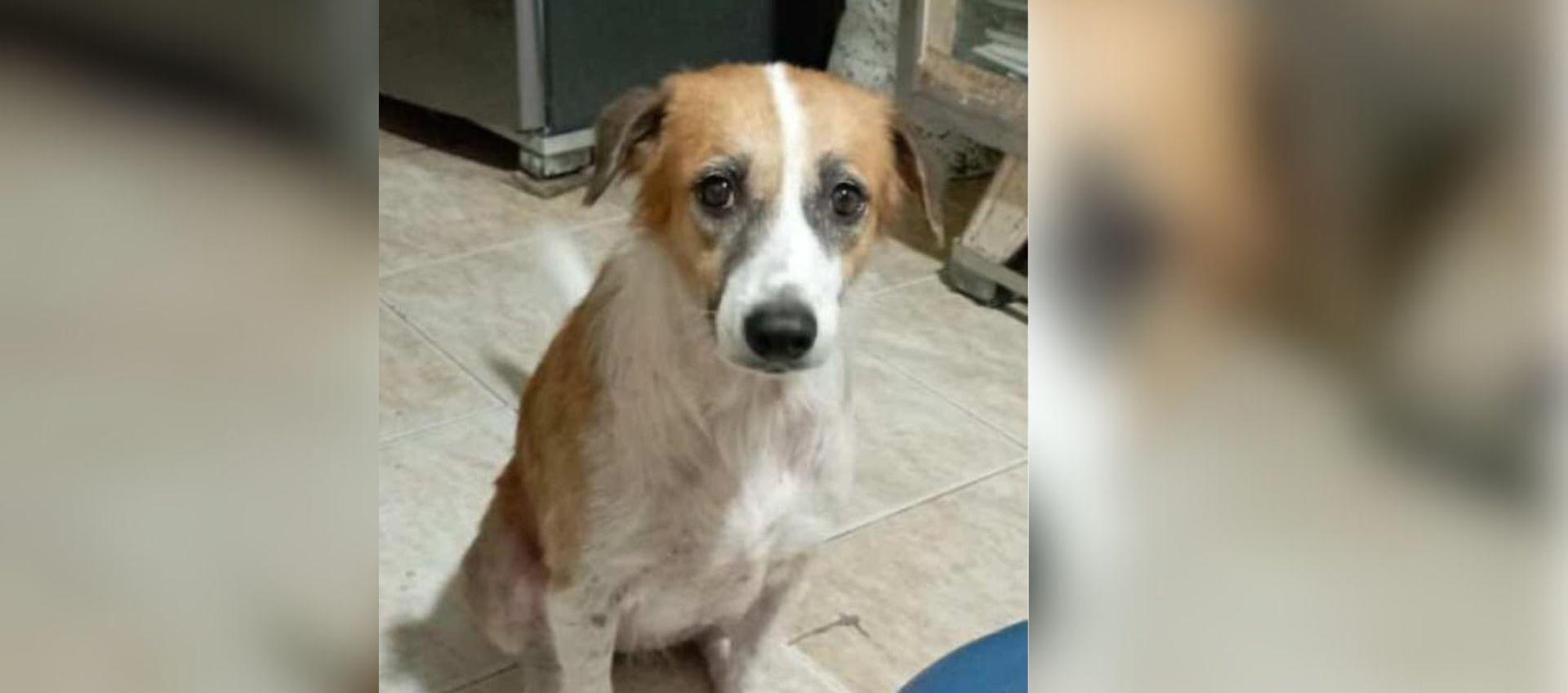 'Estrella' mascota perdida.