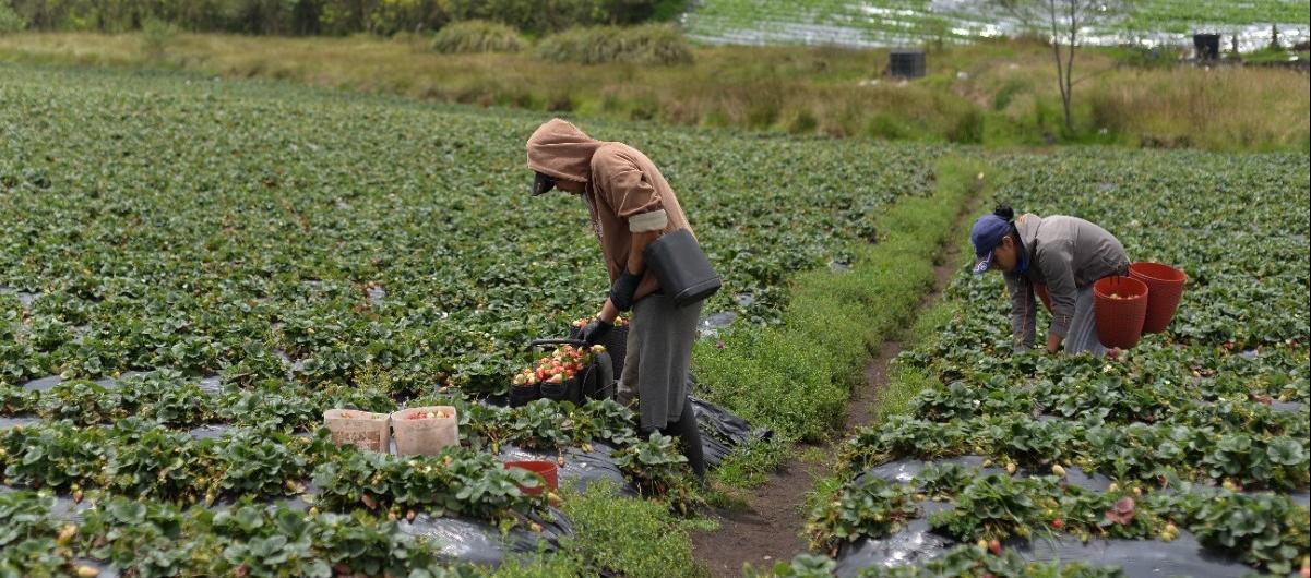 El agro es un sector que creció en un 8,4% en noviembre de 2023.