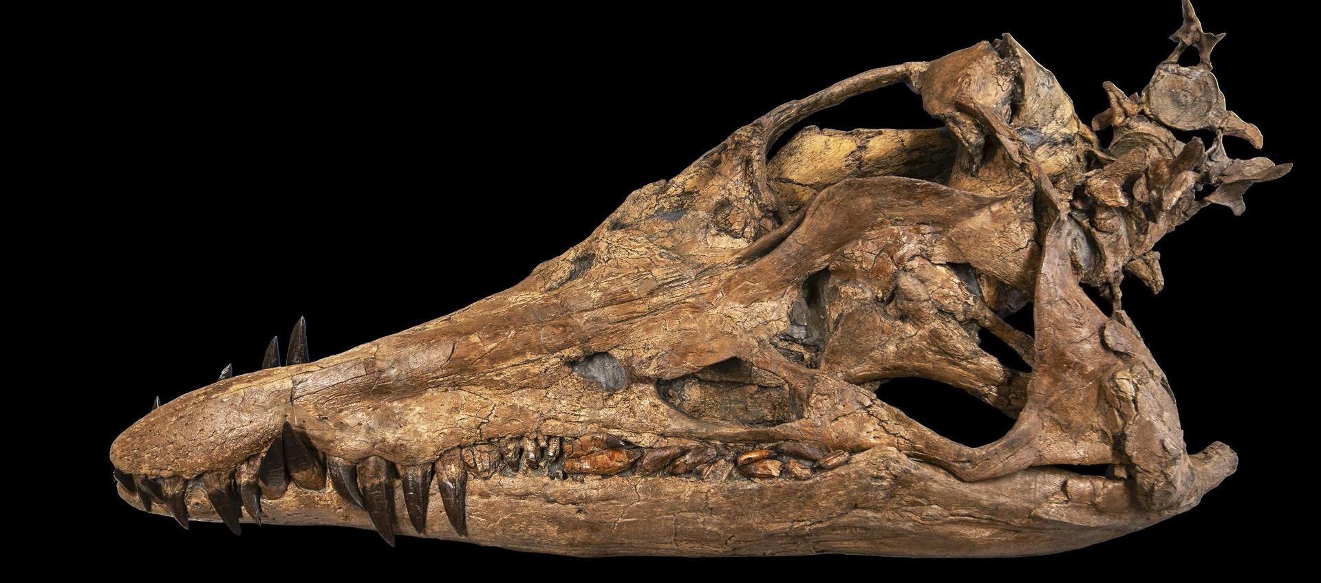 Cráneo de Reino Unido.