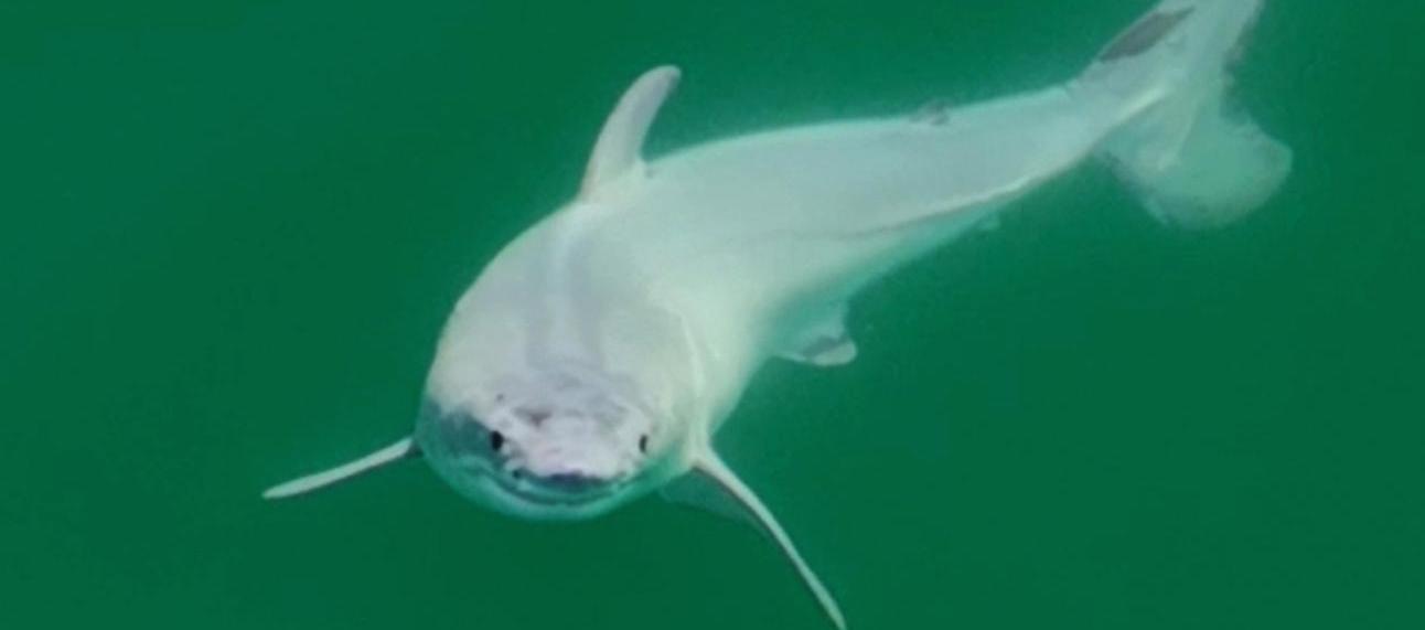 Cría de tiburón blanco.