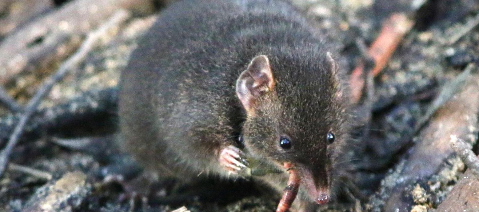 Fotografía de un "'antechinus" oscuro macho en un recinto naturalista situado en Cape Otway, Australia.