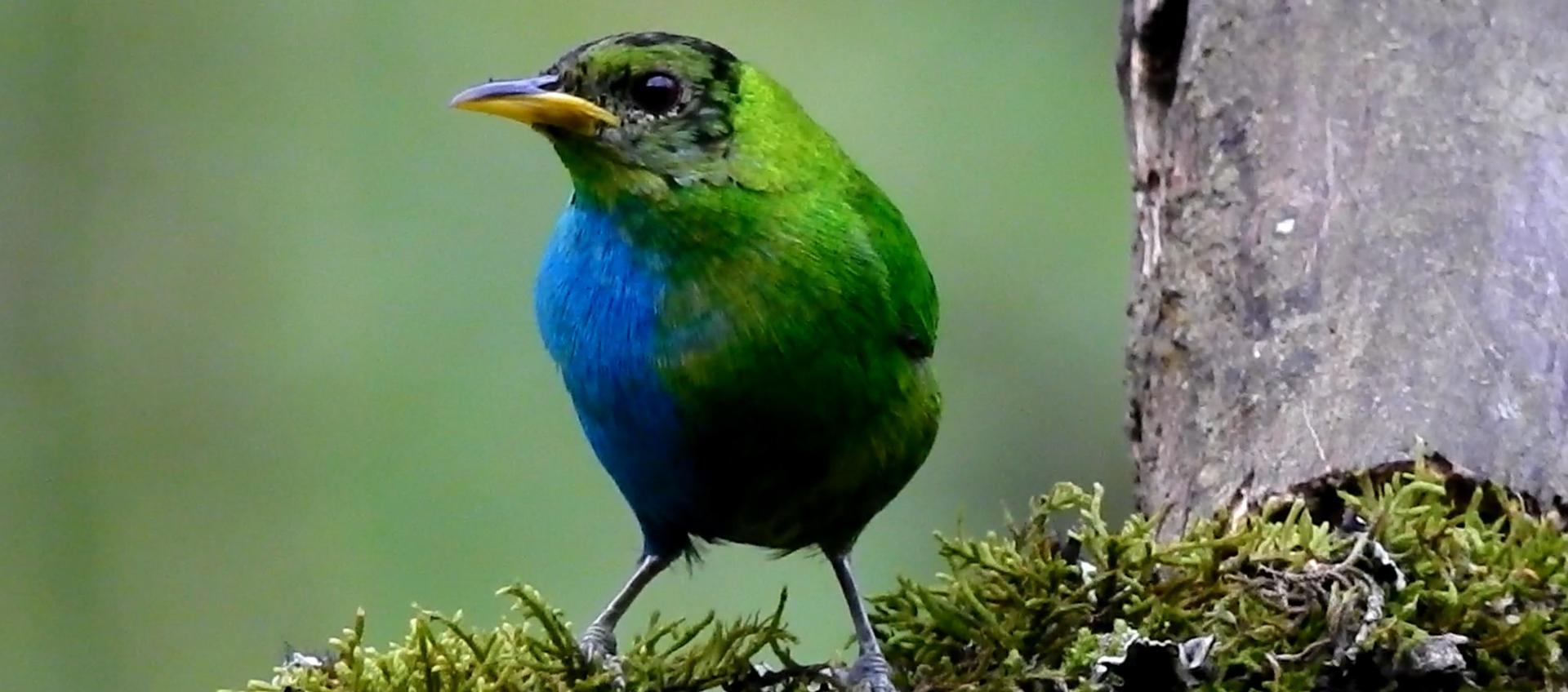 Mielero verde silvestre mitad macho mitad hembra.