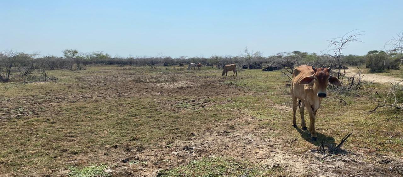 Sequía en Atlántico.