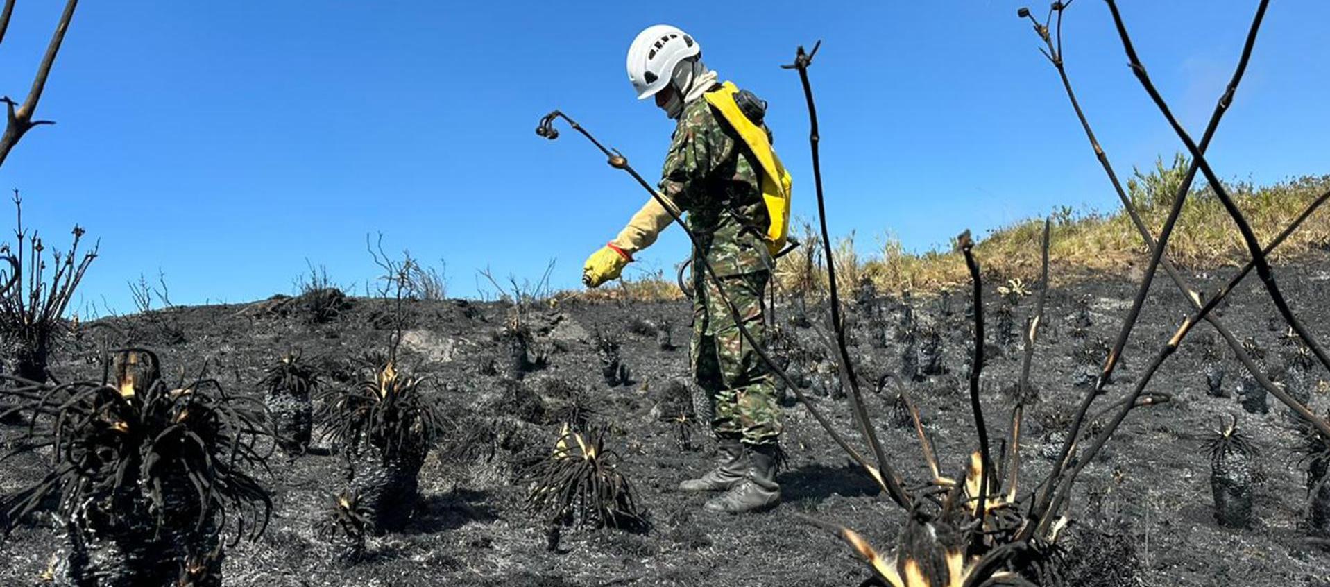 Un soldado revisa frailejones afectados por un incendio forestal cerca al páramo de Berlín.