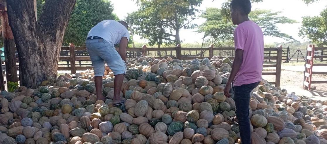 En zona rural están a punto de perderse 470 toneladas de auyama