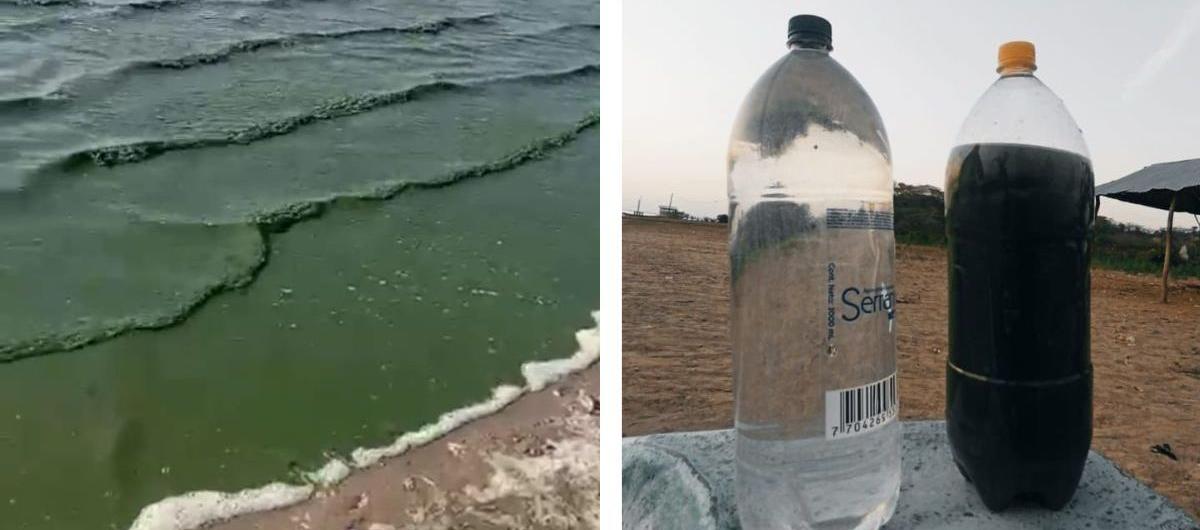 El agua de la ciénaga se tornó verdosa.