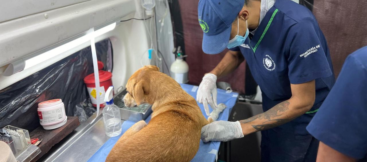 Atención a mascotas a través del Programa de Bienestar Animal