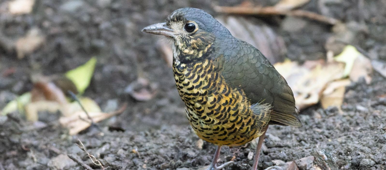 El Dorado Antpitta.