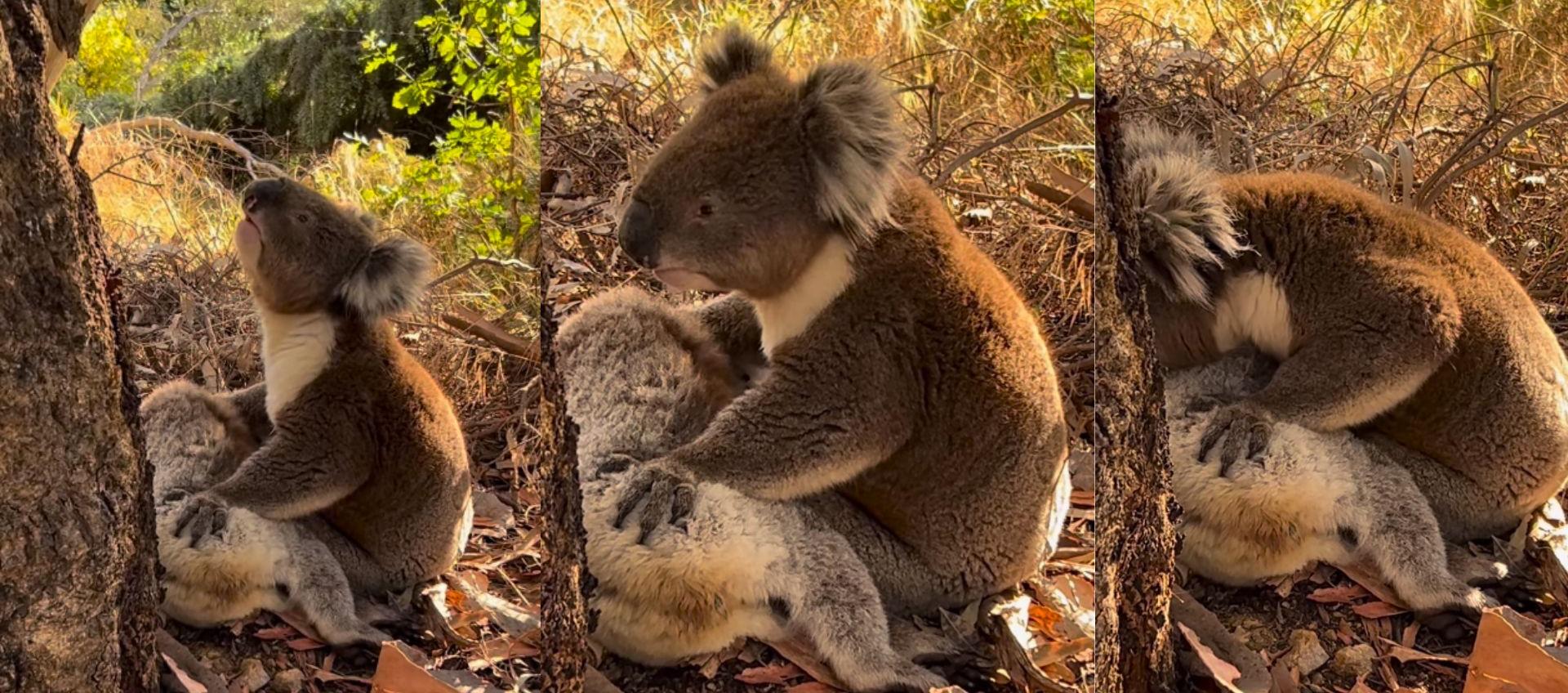 Koala llora a su compañera.