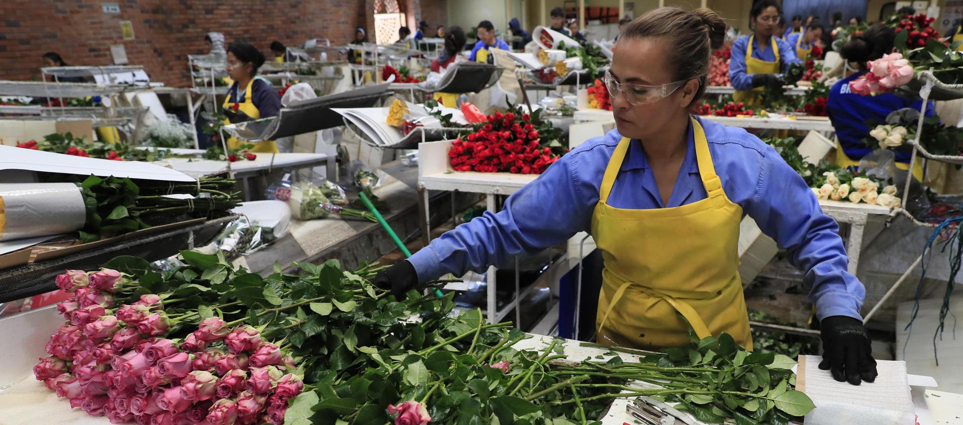 Rosas en la hacienda Mongibello en Chía.