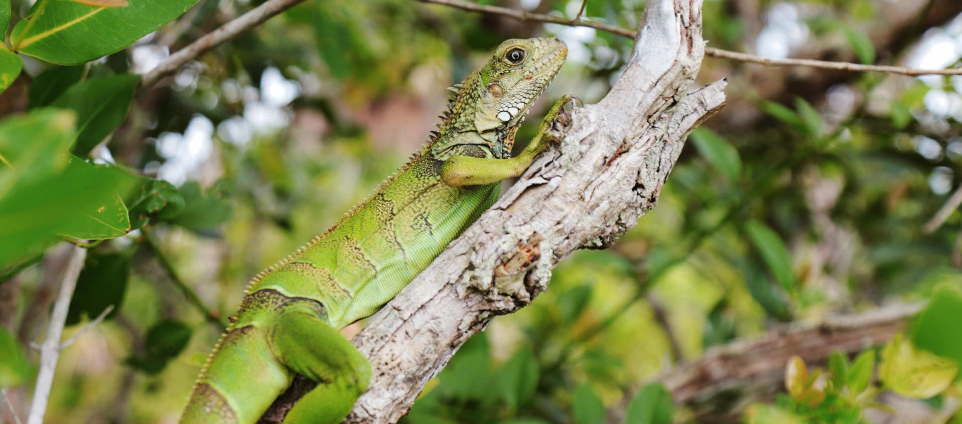 Uno de los ejemplares liberados en una laguna reforestada.