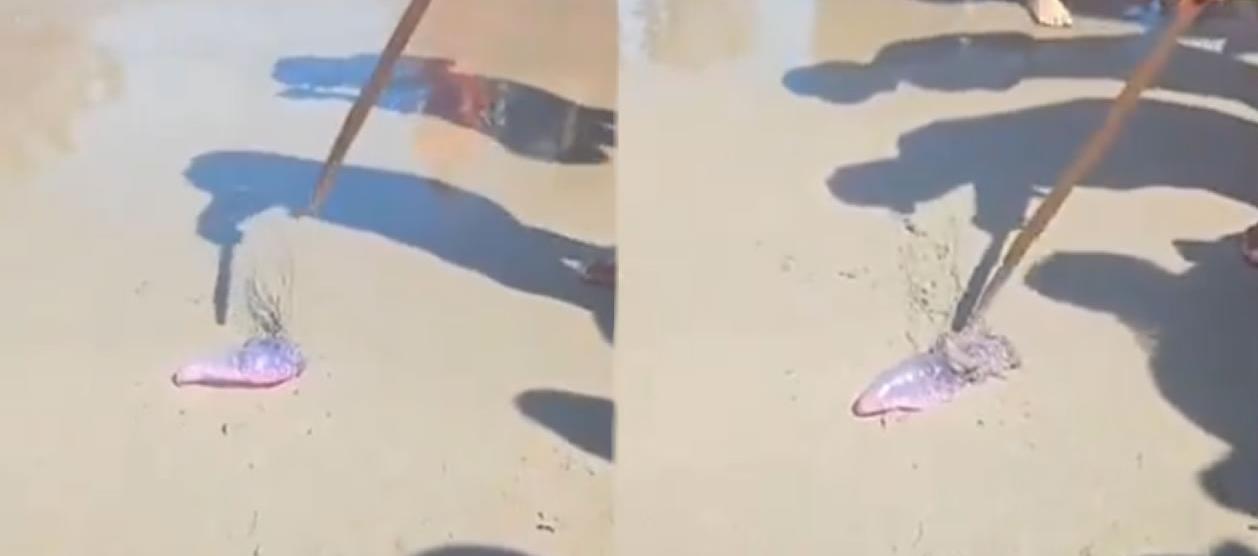 Fragata portuguesa hallada en playas de Bocagrande. 