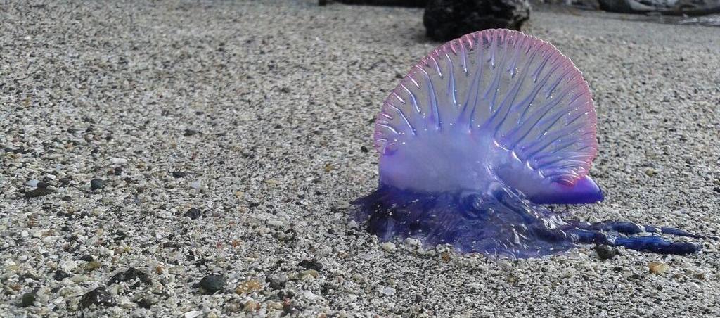 La fragatas portuguesas son venenosas. 