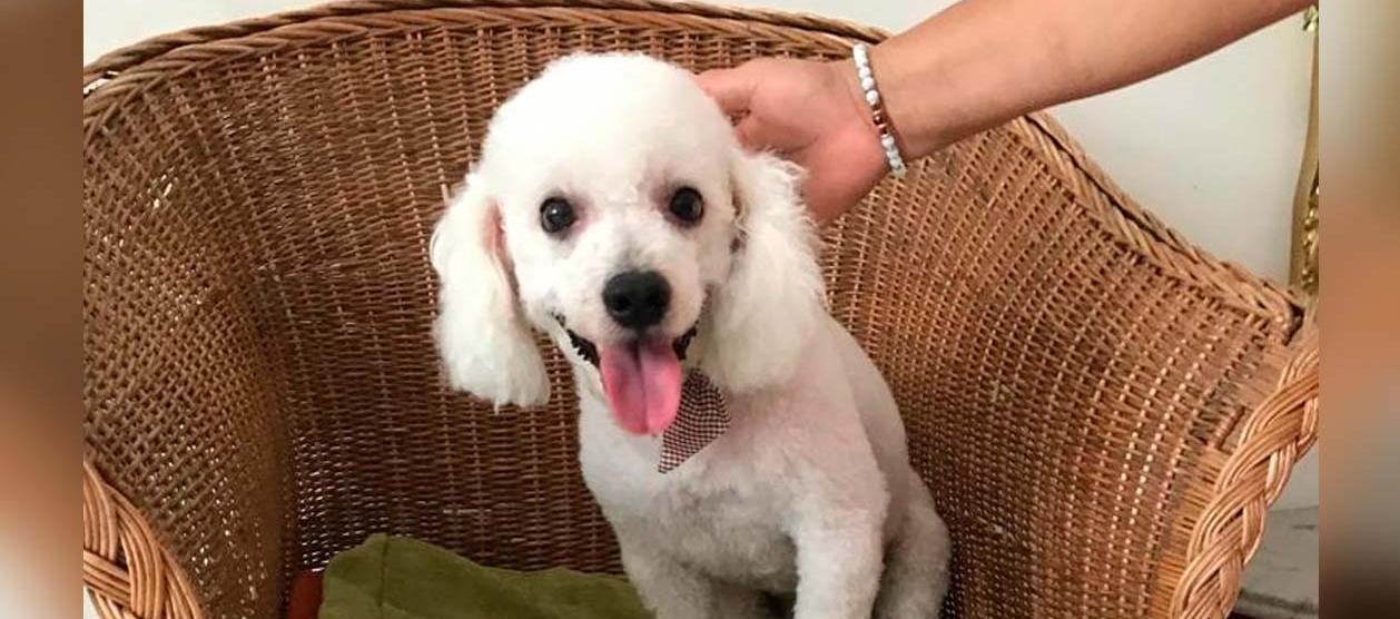 La dueña de 'Max' ofrece recompensa.