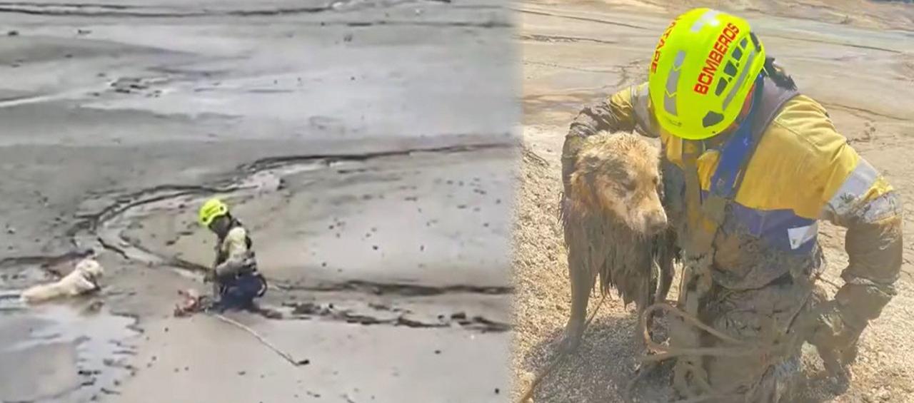 Gracias a la rápida acción del equipo de rescate, 'Bruno' fue rescatado sano y salvo.