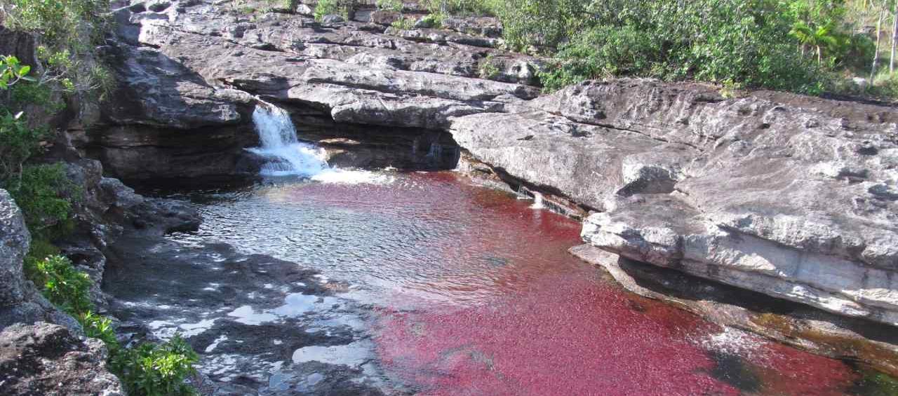  ANLA le revocó la licencia ambiental a petrolera por posibles daños a Caño Cristales.