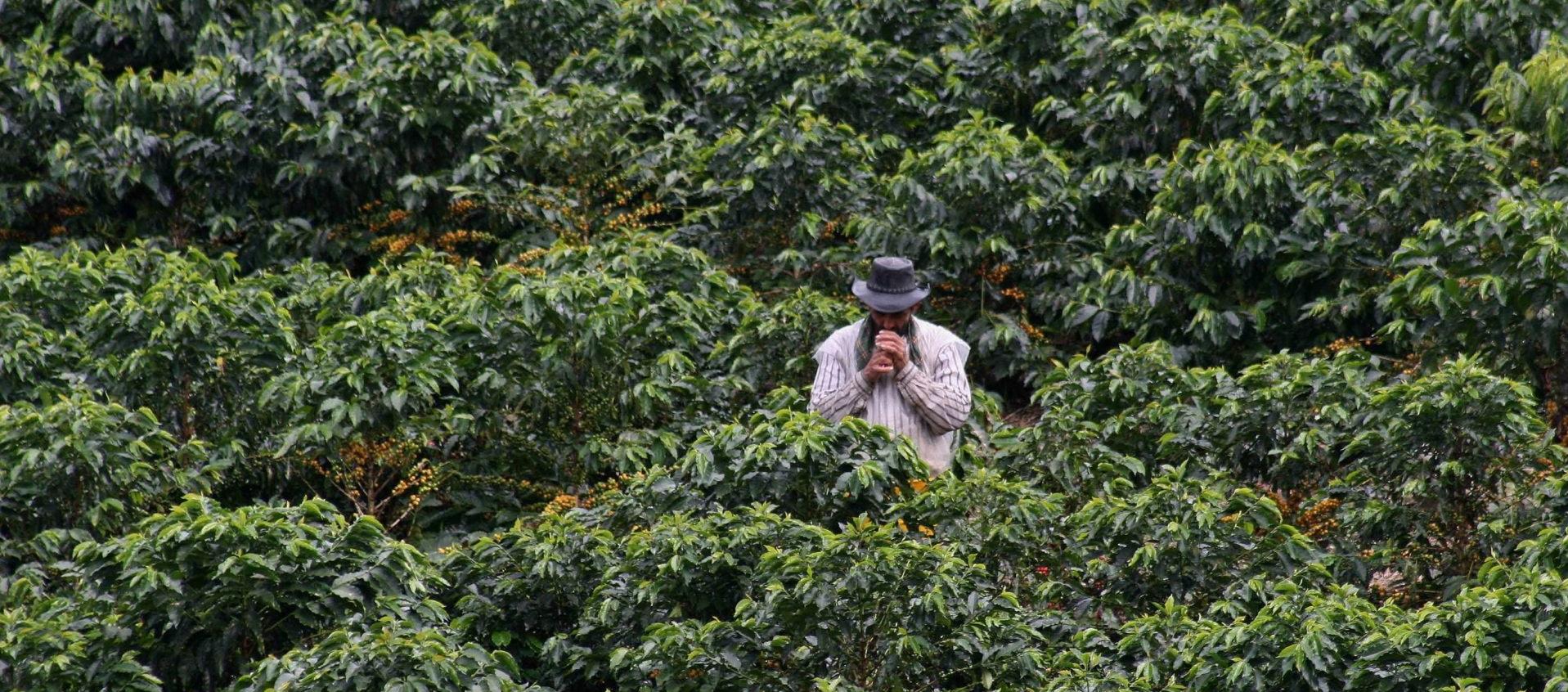 Cultivo de café en Colombia. 