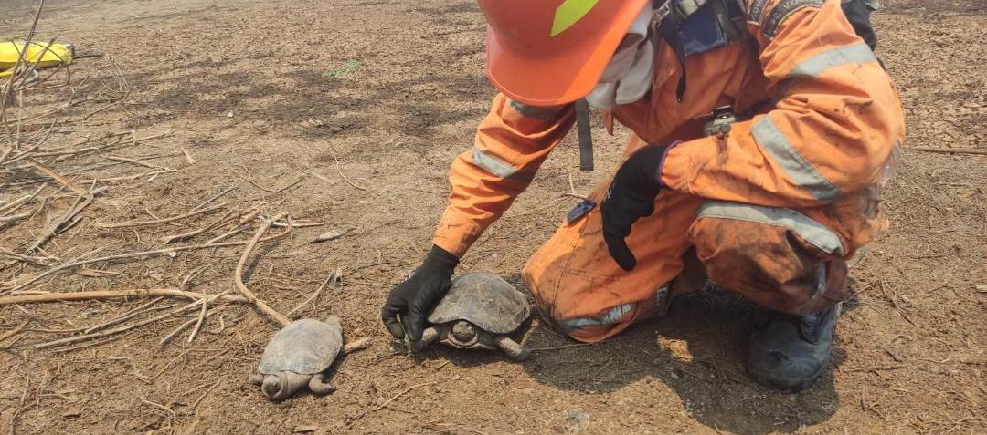 Efectos del incendio de hoy en Isla Salamanca