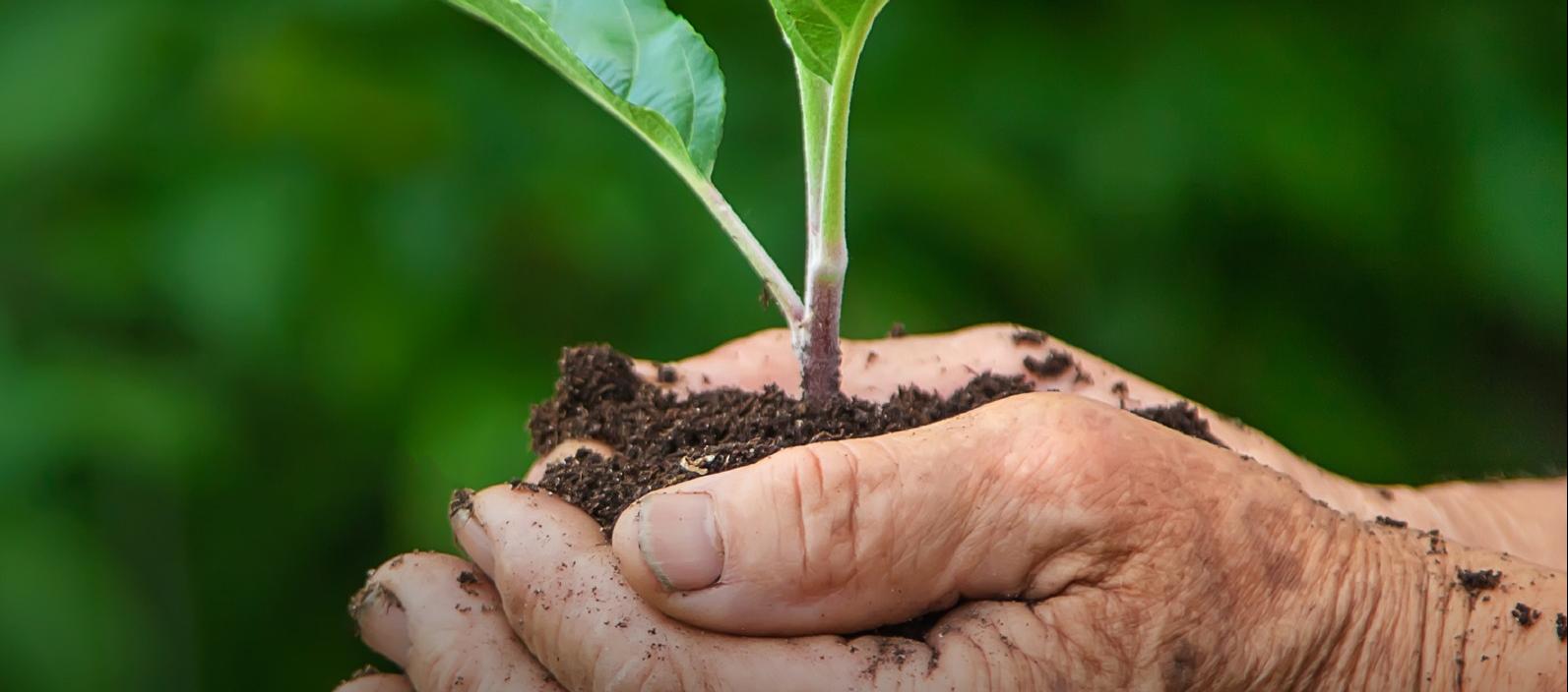 Imagen de referencia.