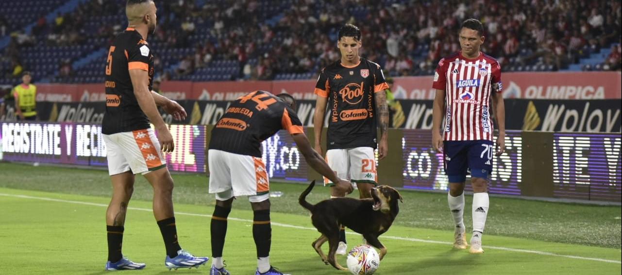 El perro le ladra a los jugadores del Envigado que intentaban sacarlo de la cancha. 