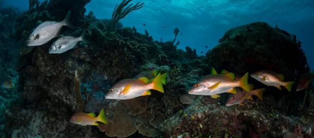 Científicos descubrieron al menos 50 especies nuevas.