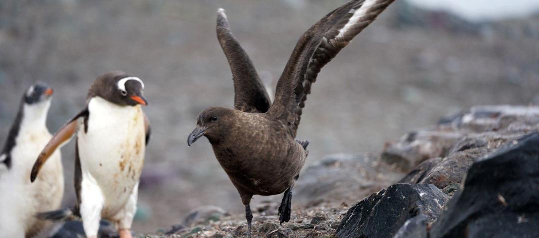 La OMS alertó sobre la transmisión de la gripe aviar.