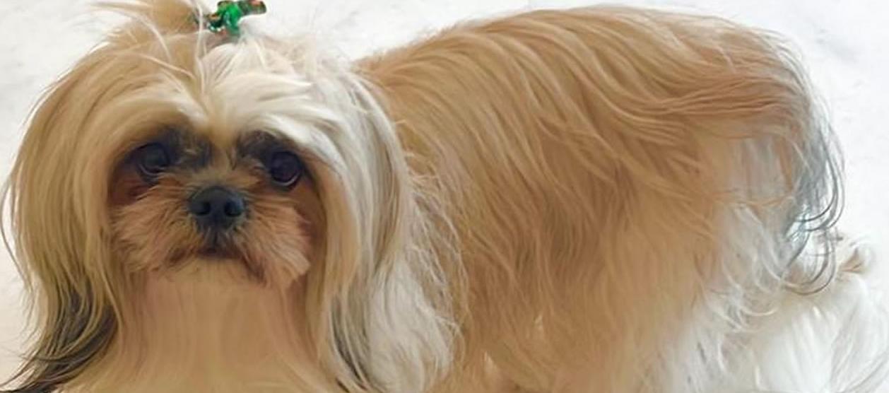 'Sasha', la shitzu extraviada en el barrio El Golf