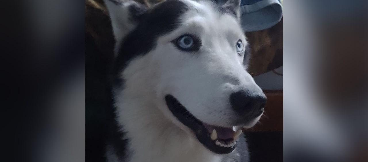 'Max' se encuentra perdido.